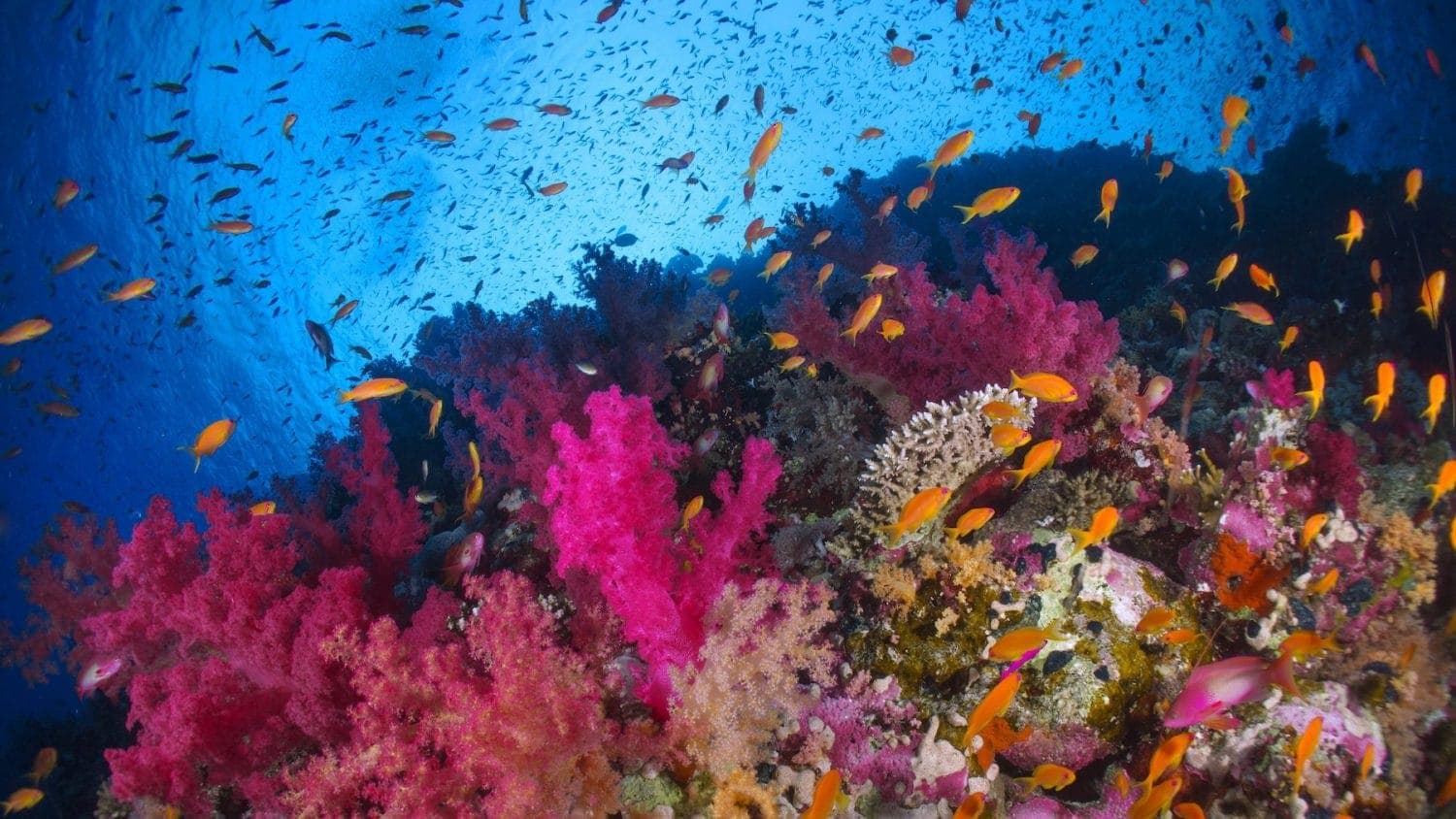 Ocean Life