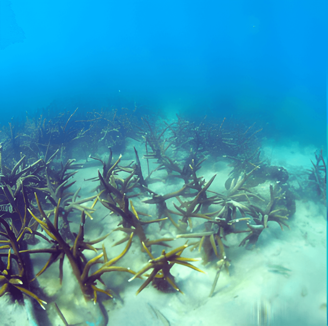 Boost Biodiversity & Restore Ecosystems