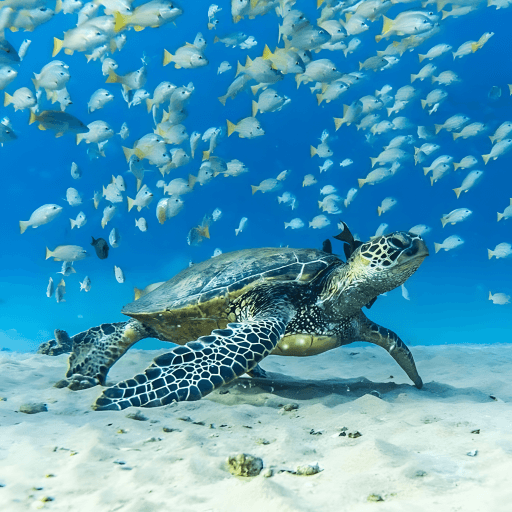 Application Illustration