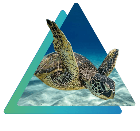 Sea Turtle